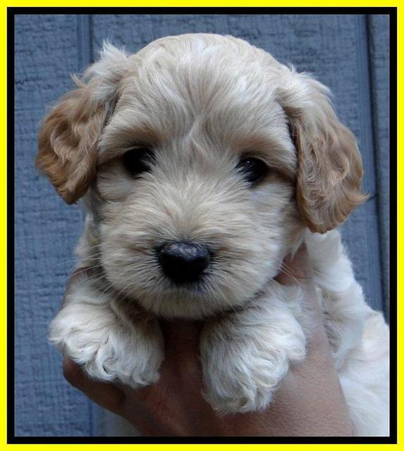 ST pups 6 wks old 21