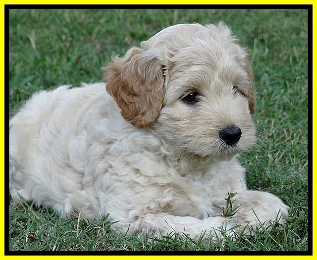 ST pups 7 wks old 11100