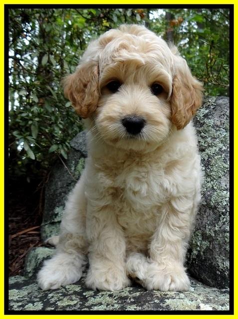 ST pups 8 wks old 150
