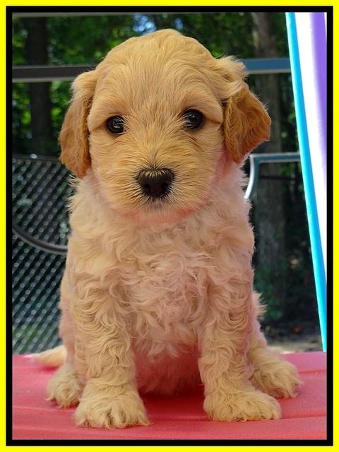 St pups 5 wks old 15