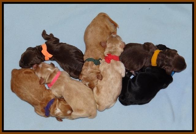 Sundae Trapper Newborn 181