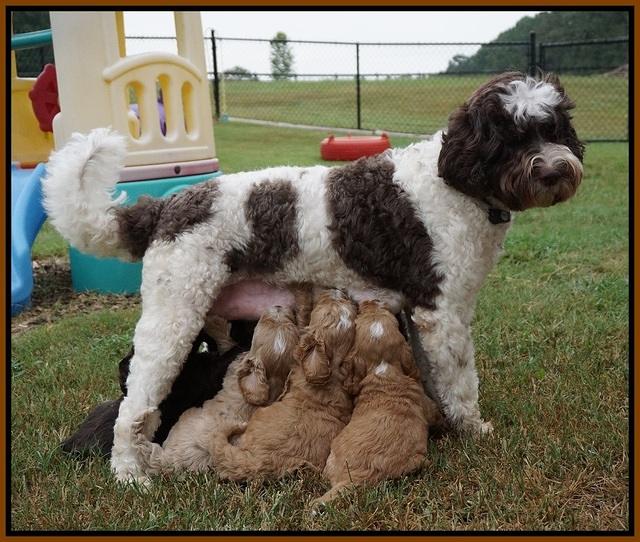 Sundae Trapper pups 5 wks old 11