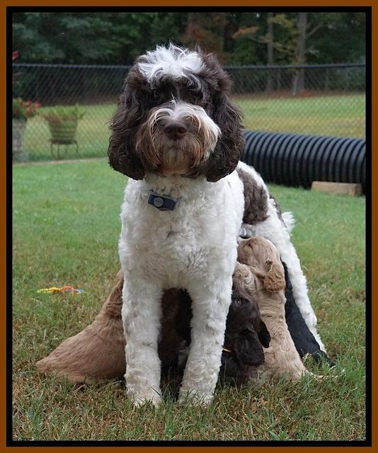 Sundae Trapper pups 5 wks old 41