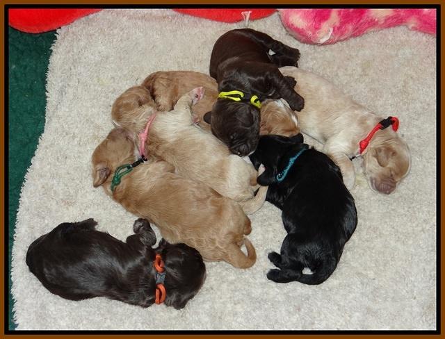 Sundae Trapper pups one week old 11