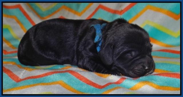 Sundae Trapper Newborn 31