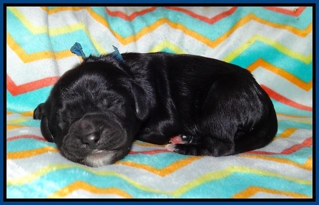 Sundae Trapper Newborn 41