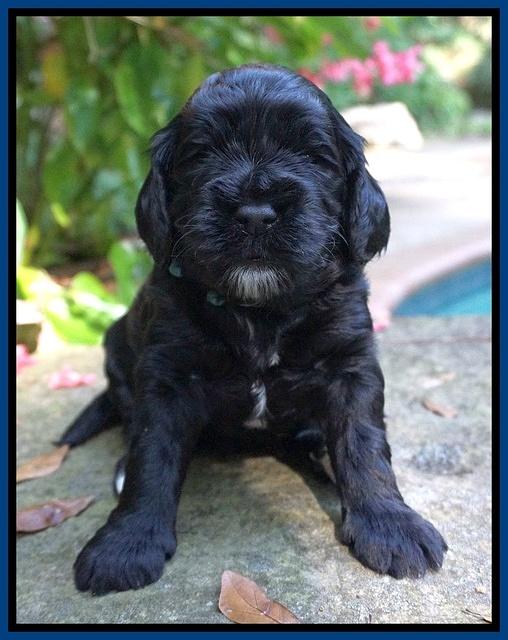 Sundae Trapper pups 3 wks old 21