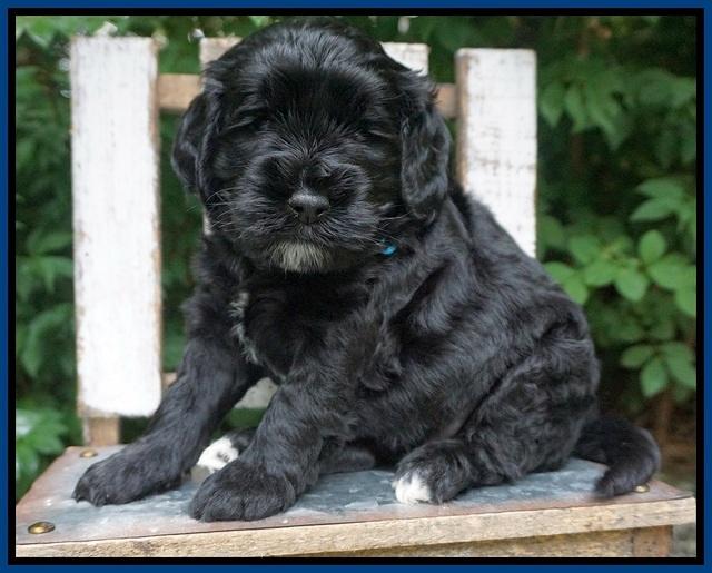 Sundae Trapper pups 4 wks old 11