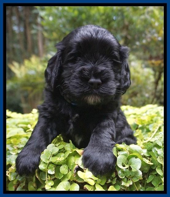 Sundae Trapper pups 4 wks old 21