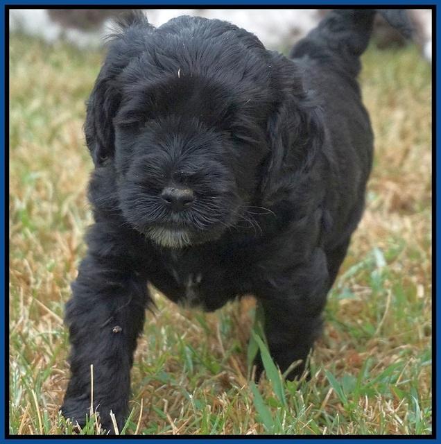 Sundae Trapper pups 5 wks old 71