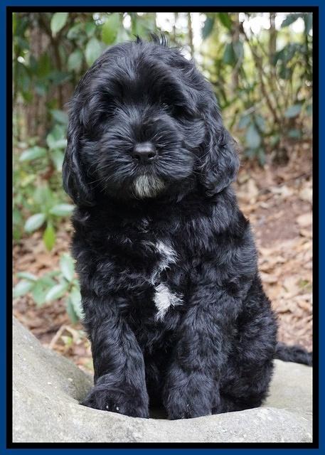 Sundae Trapper pups 8 wks old 21