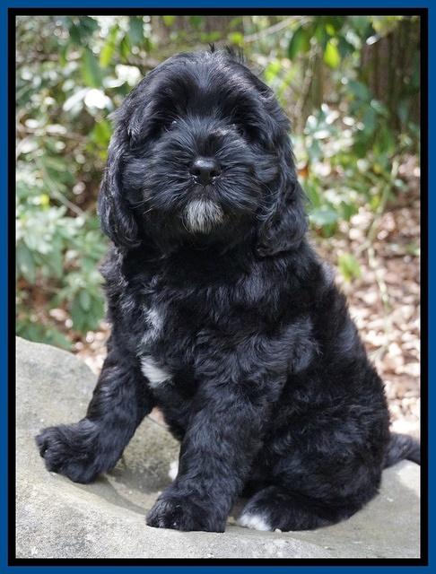 Sundae Trapper pups 8 wks old 41