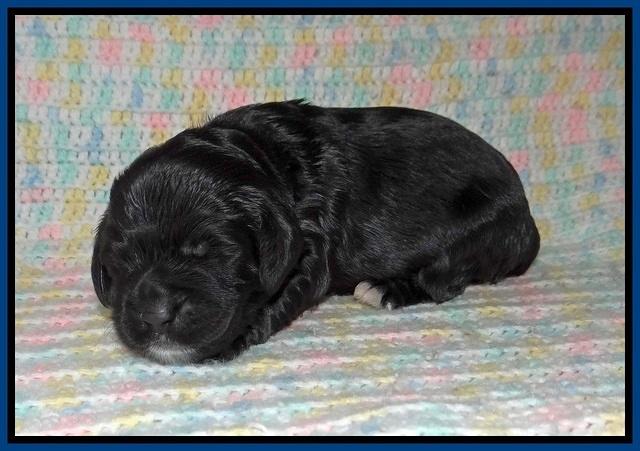Sundae Trapper pups one week old 31
