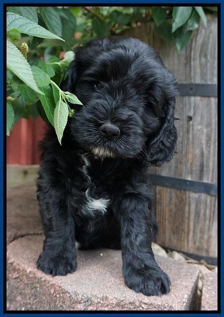 Sundae Trappers pups 6 wks old 21