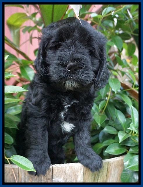 Sundae Trappers pups 6 wks old 31