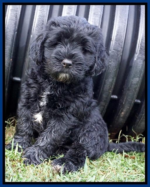 Sundae Trappers pups 7 wks old 31