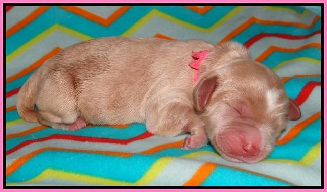 Sundae Trapper Newborn 51