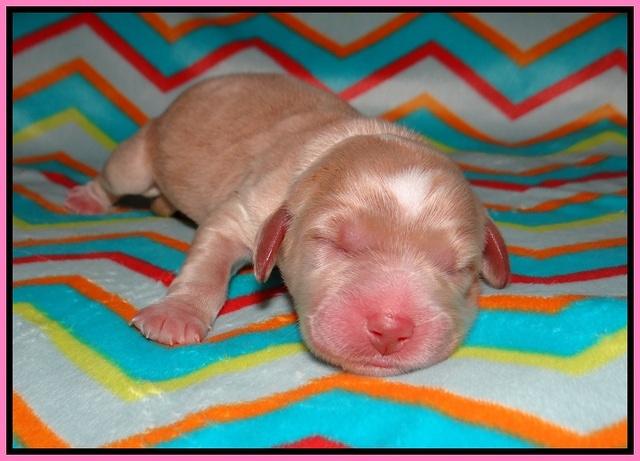 Sundae Trapper Newborn 61