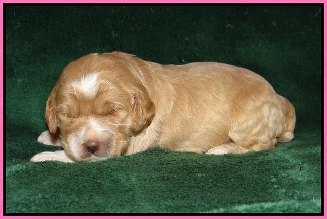 Sundae Trapper pups 2 wks old 81