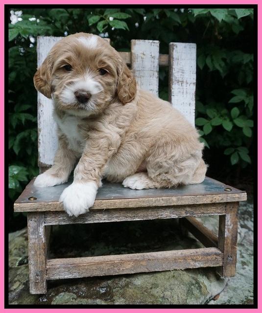 Sundae Trapper pups 4 wks old 71