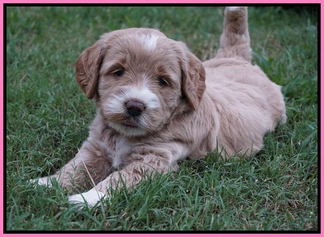 Sundae Trapper pups 5 wks old 101