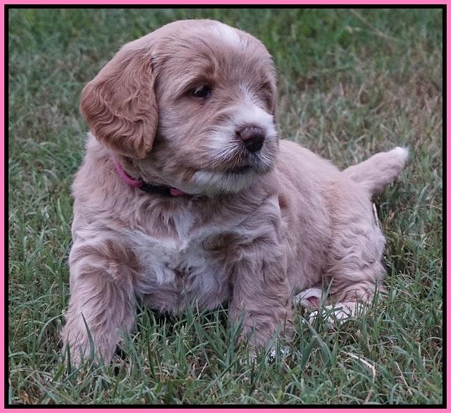 Sundae Trapper pups 5 wks old 111