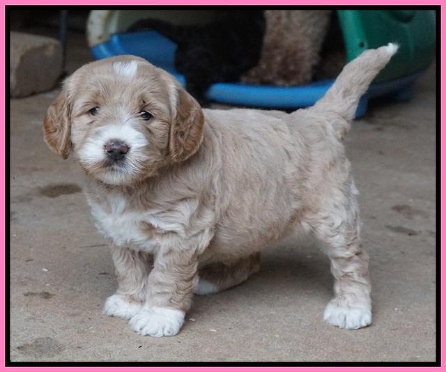Sundae Trapper pups 5 wks old 91