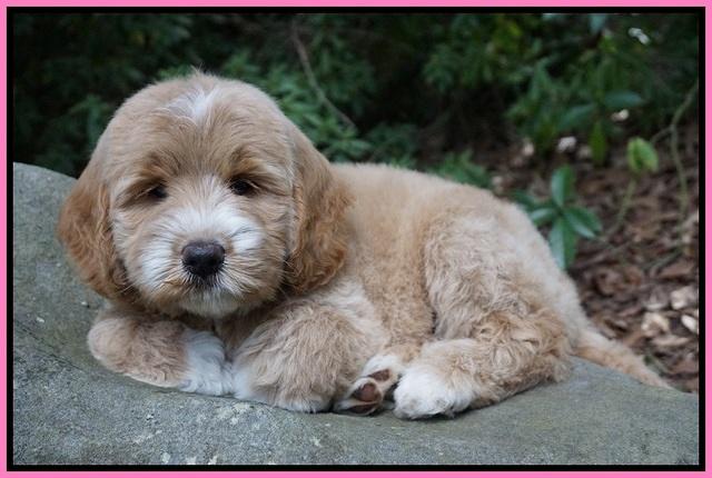 Sundae Trapper pups 8 wks old 61