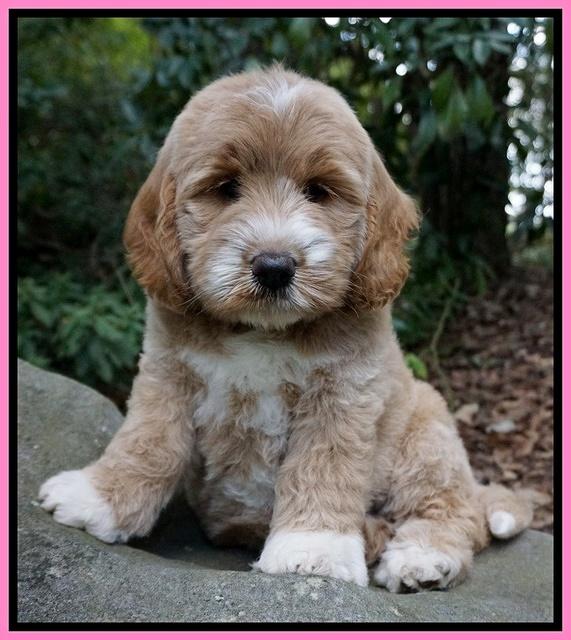 Sundae Trapper pups 8 wks old 81