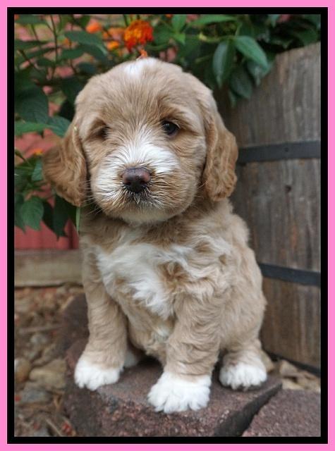 Sundae Trappers pups 6 wks old 81