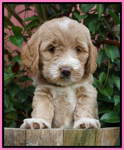 Sundae Trappers pups 6 wks old 91