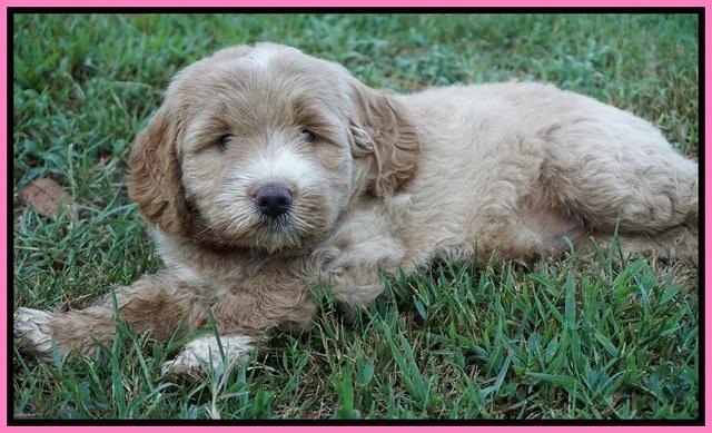 Sundae Trappers pups 7 wks old 51