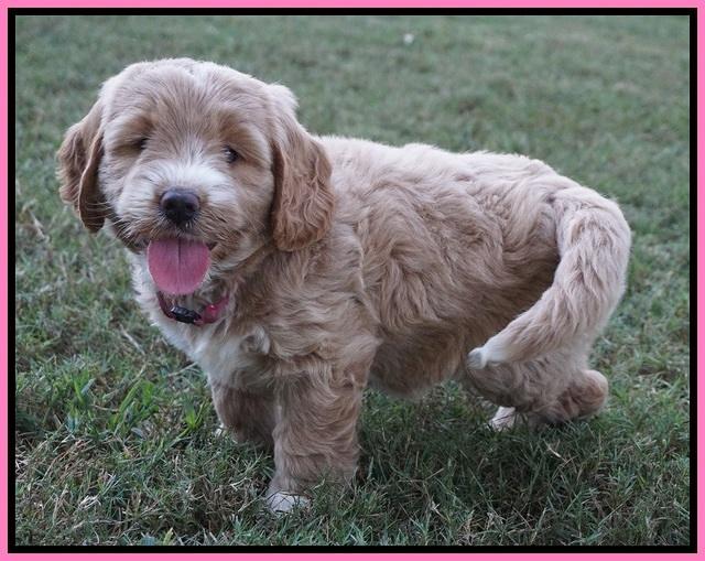 Sundae Trappers pups 7 wks old 61