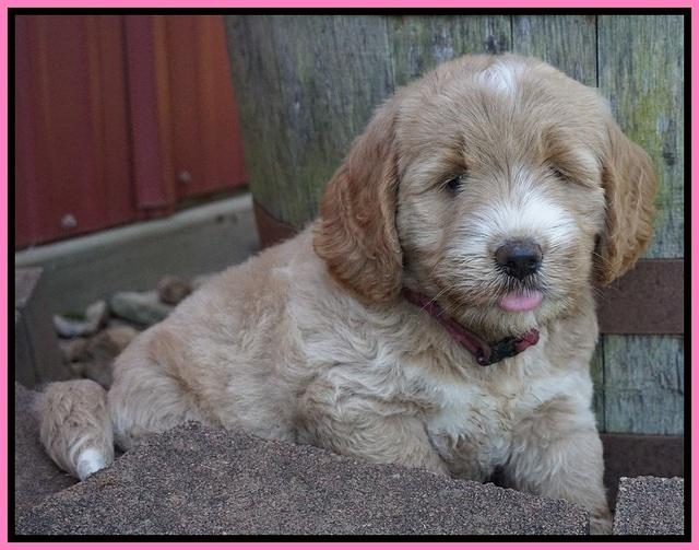 Sundae Trappers pups 7 wks old 91