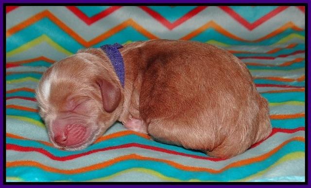 Sundae Trapper Newborn 81