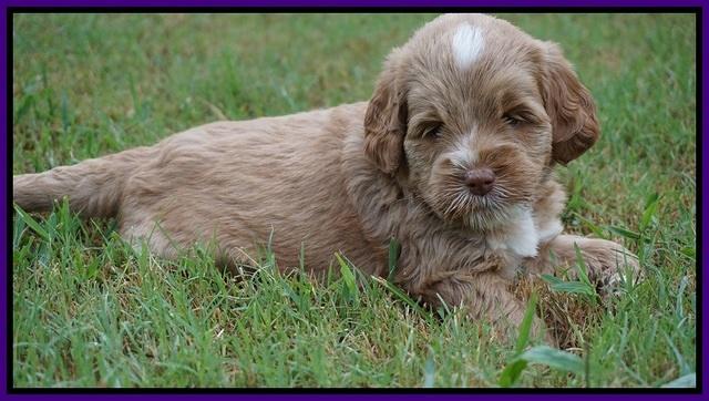 Sundae Trapper pups 5 wks old 121