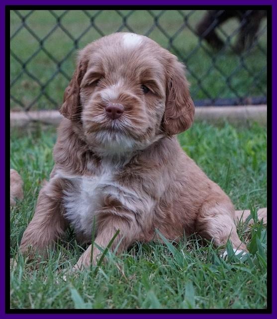 Sundae Trapper pups 5 wks old 171