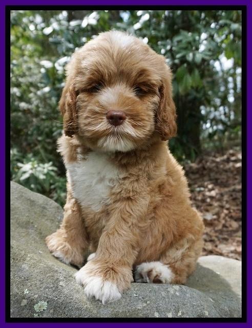Sundae Trapper pups 8 wks old 101