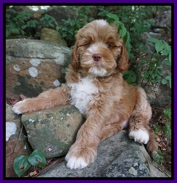 Sundae Trapper pups 8 wks old 121
