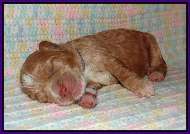 Sundae Trapper pups one week old 81