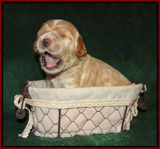 Sundae Trapper pups 2 wks old 131