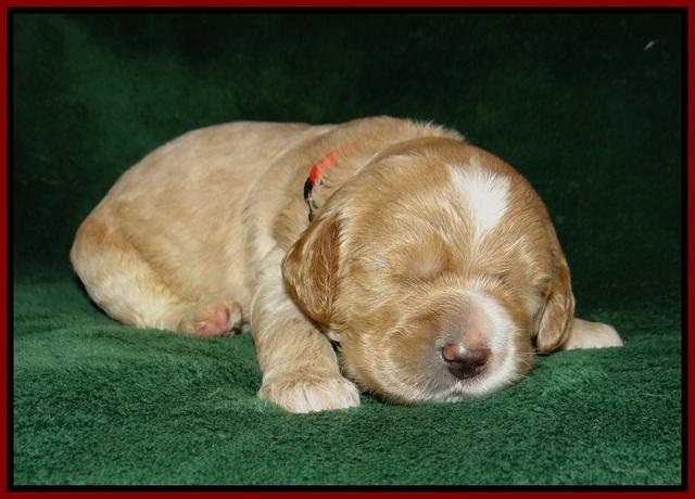 Sundae Trapper pups 2 wks old 161