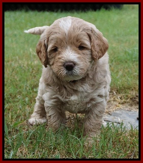 Sundae Trapper pups 5 wks old 271
