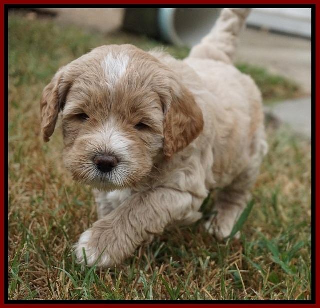 Sundae Trapper pups 5 wks old 291