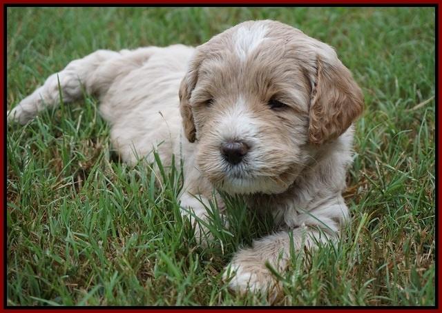 Sundae Trapper pups 5 wks old 311