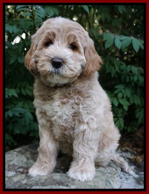 Sundae Trapper pups 8 wks old 151
