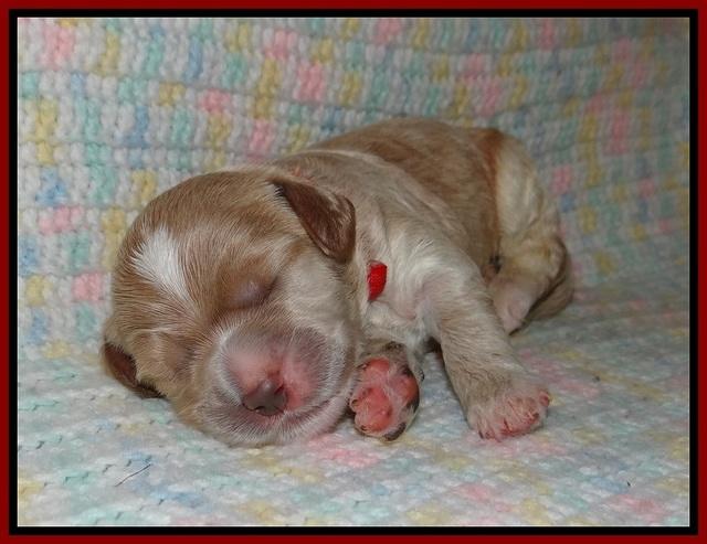 Sundae Trapper pups one week old 91