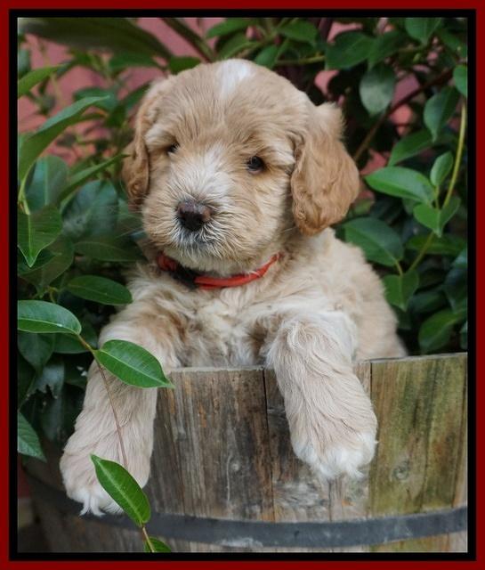 Sundae Trappers pups 6 wks old 151