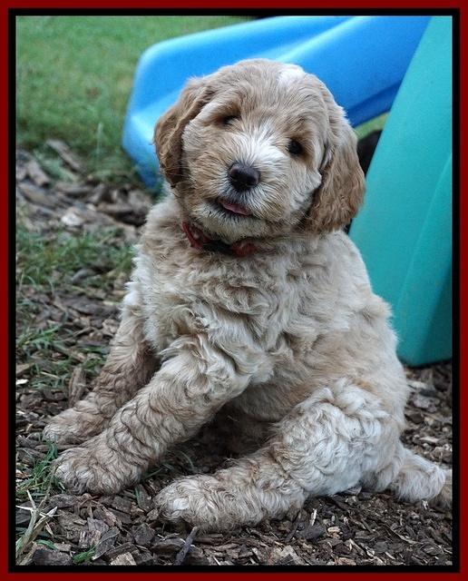 Sundae Trappers pups 7 wks old 171