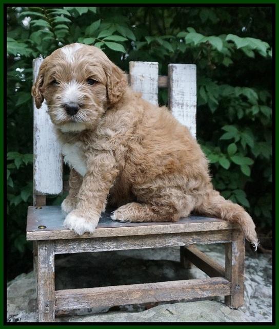 Sundae Trapper pups 4 wks old 131